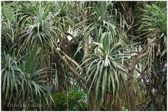 Pandanus fascicularis